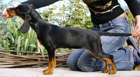 kopov gonczy slowacki kopov gonczy slowacki